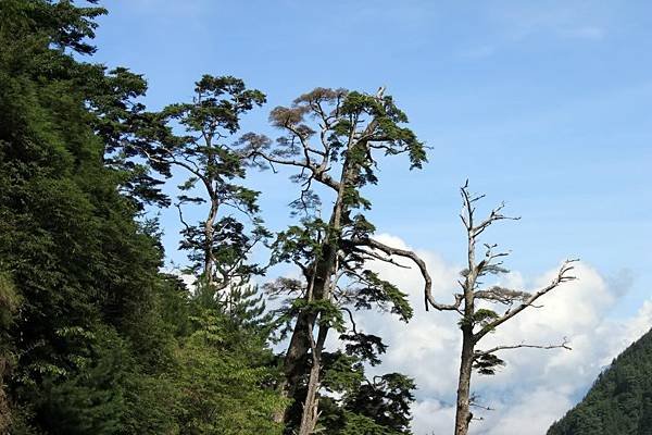 合歡溪步道19.jpg