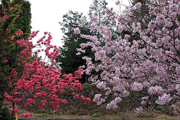 河口湖櫻花.JPG