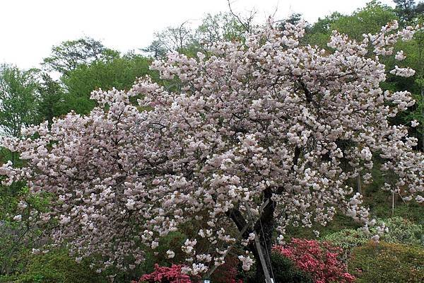 足利花園2.JPG