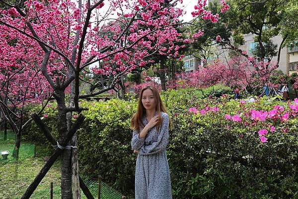 莒光公園賞櫻5.JPG
