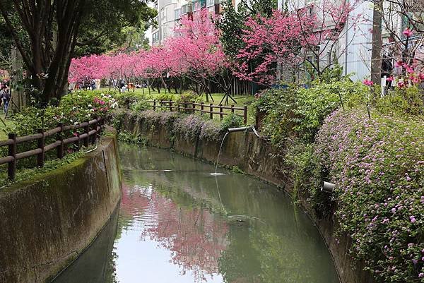 莒光公園賞櫻22.JPG