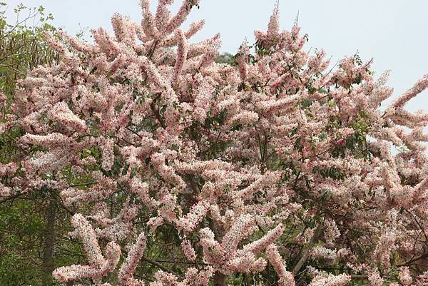 竹崎公園1.JPG