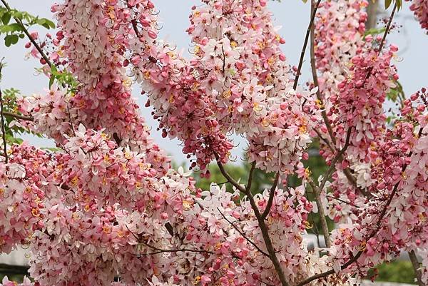 竹崎公園25.JPG