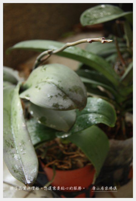 蘭花終於茂花梗了