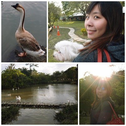 八德埤塘生態公園賞鴨