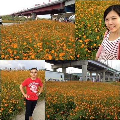 2014.10.5華江橋下花圃.jpg