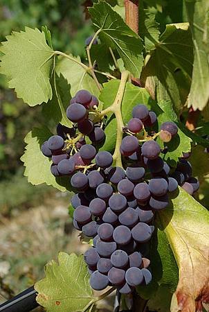 Grenache Noir