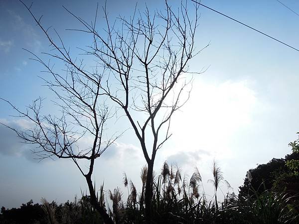 DSCN3981