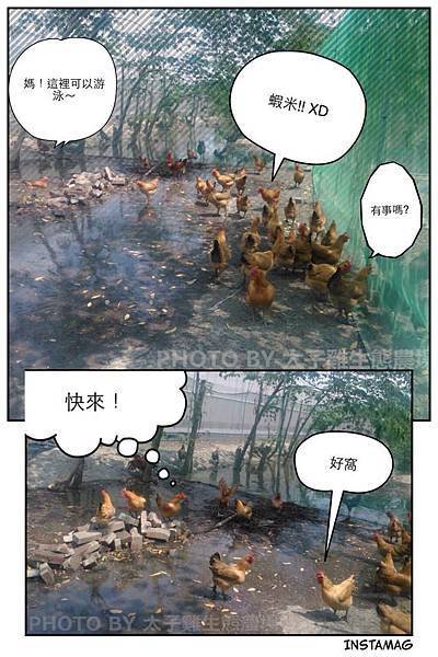 太子雞的夏日戲水