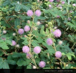 250px-Mimosa_pudica_HabitusLeavesInflorescences_BotGardBln0906a.jpg