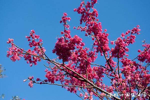 20120221調整大小 花