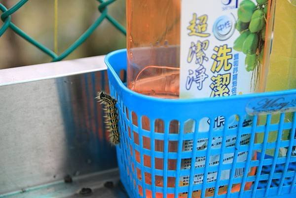 2018-嫻嫻棠棠-009.JPG
