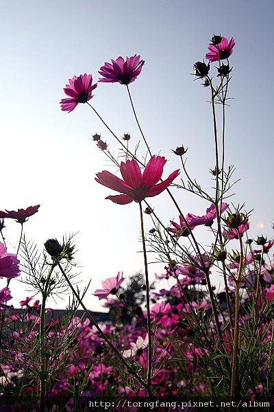 IMG_55617.jpg