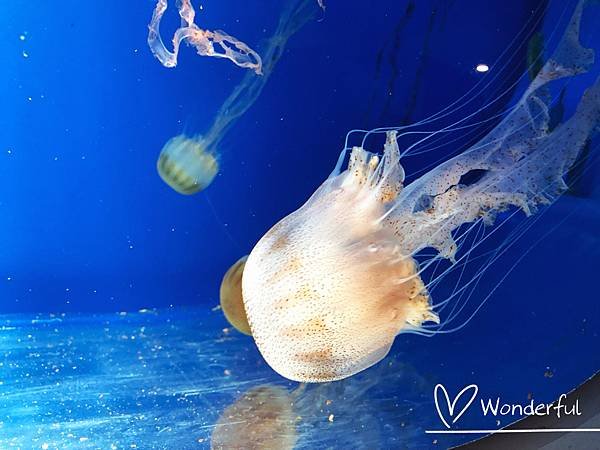 【2023桃園景點】Xpark水族館一日遊｜門票、交通、停車