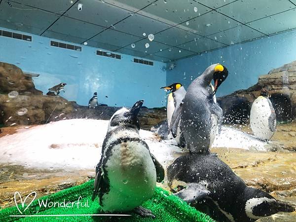 【2023桃園景點】Xpark水族館一日遊｜門票、交通、停車