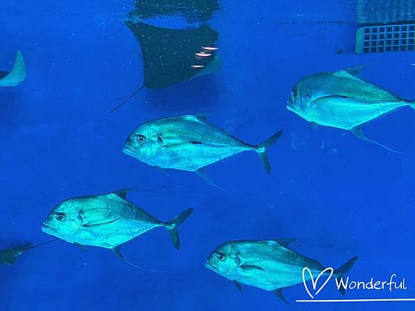 【2023桃園景點】Xpark水族館一日遊｜門票、交通、停車