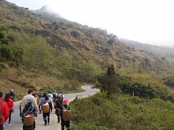 Muong Hoa Valley梯田景觀，春季的自然美景與村莊。