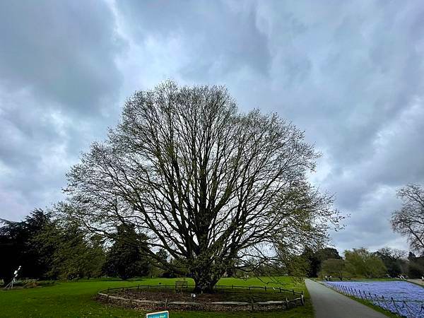 英國倫敦八天七夜自助旅-邱園&amp;大英博物館