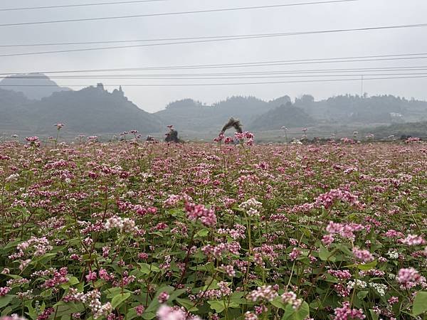 南潭村的金黃與紫紅色花田交錯，充滿詩意的田園風光。