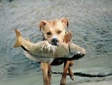 【勵志感人故事】感動世界的捕魚犬