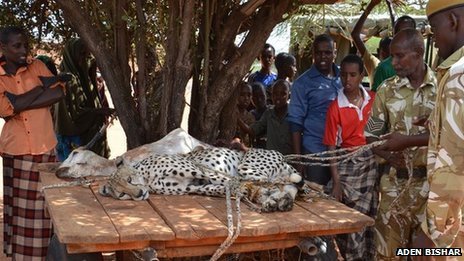 cheetah_02.jpg