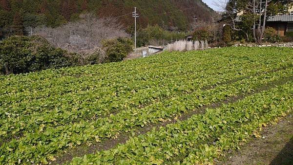 20140201_Kansai_Lumix_012.jpg