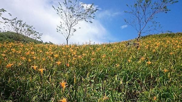 20140801_Taitung_Z1_071.jpg