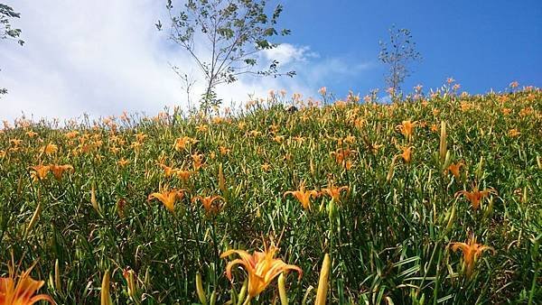 20140801_Taitung_Z1_072.jpg