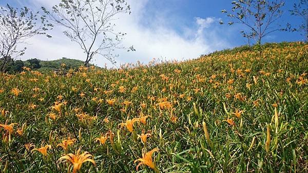 20140801_Taitung_Z1_077.jpg