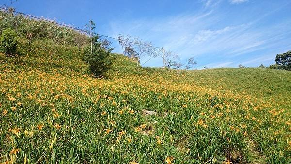 20140801_Taitung_Z1_093.jpg