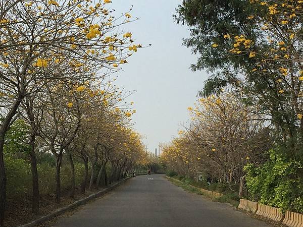 20150302_Chiayi_Trumpet_Flowers_34.jpg