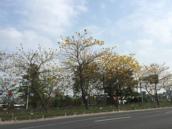 20150302_Chiayi_Trumpet_Flowers_35.jpg