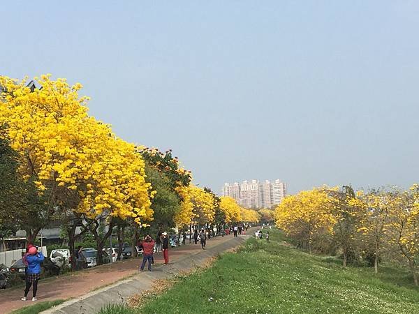 20150302_Chiayi_Trumpet_Flowers_44.jpg