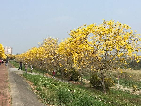 20150302_Chiayi_Trumpet_Flowers_50.jpg