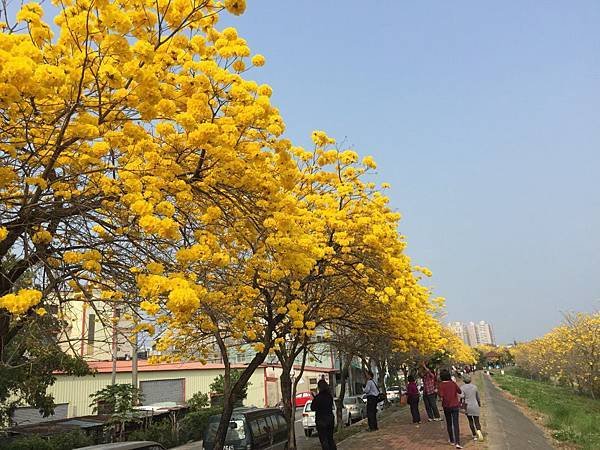 20150302_Chiayi_Trumpet_Flowers_52.jpg