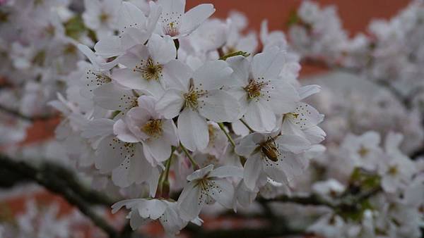 20150318_Alishan_Lumix_079.jpg