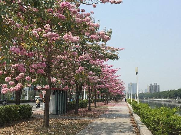 20150324_KHH_Flowers_76.jpg