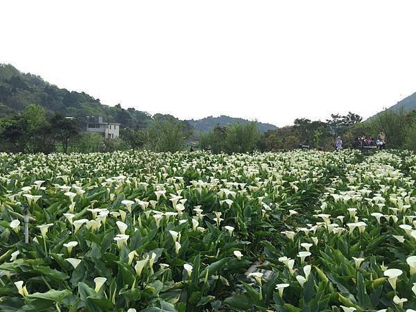 20150330_Yanmingshan_Haoyu_057.jpg