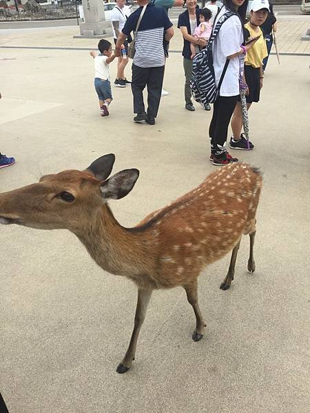 20160904_Hiroshima_103.jpg