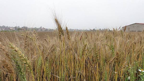 Kinmen_20110502085.jpg