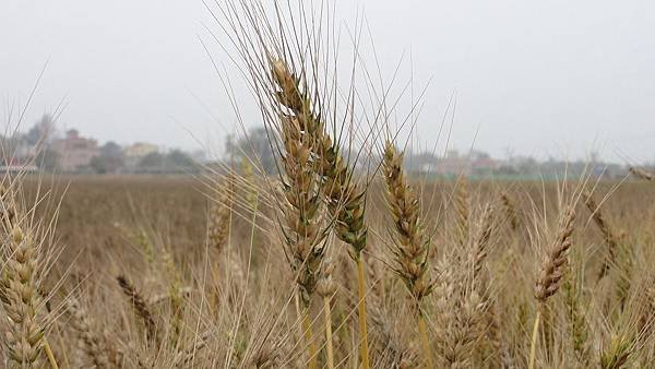 Kinmen_20110502086.jpg