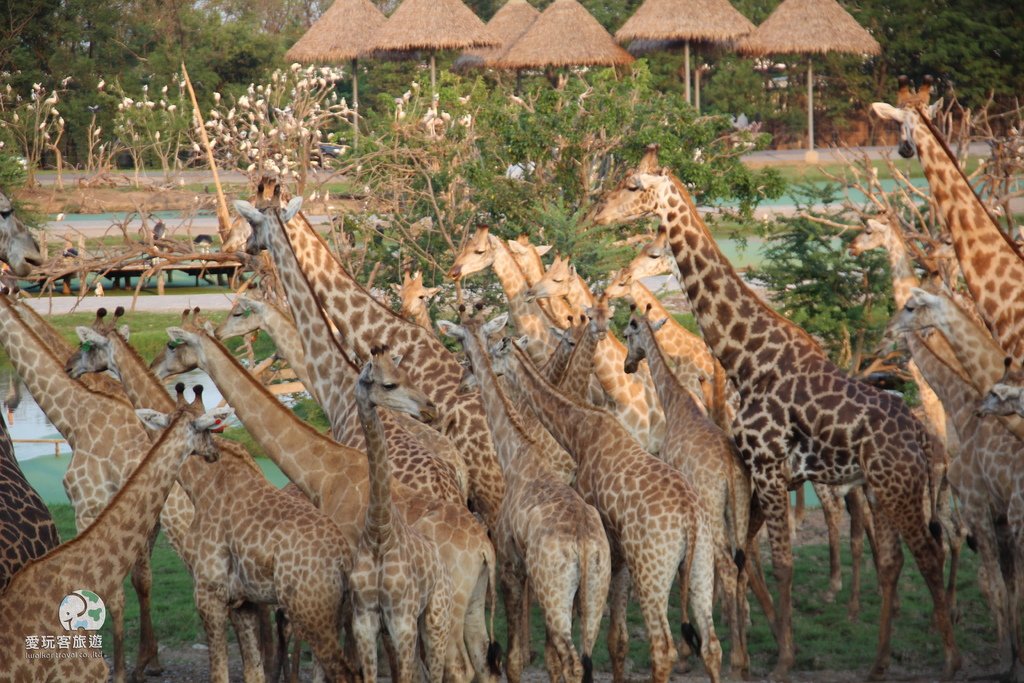 【曼谷景點】曼谷賽佛瑞野生動物園