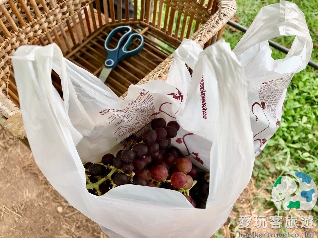 【考艾景點】泰國酒莊之旅考艾PB Vineyard採葡萄品酒