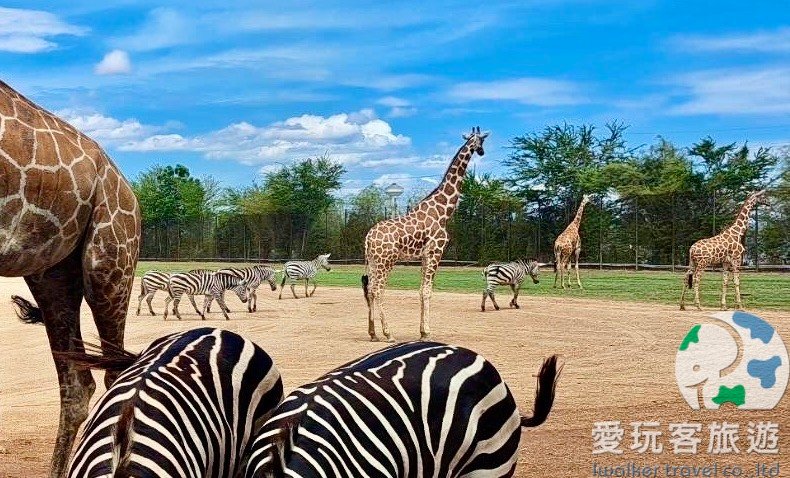 TKC-3 北碧野生動物園一日遊-桂河大橋+死亡鐵路搭火車+