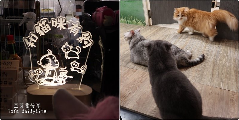 cats.jpg