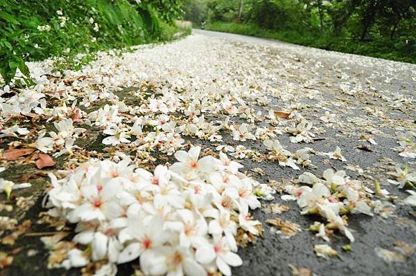 2016賞桐花-客家大院