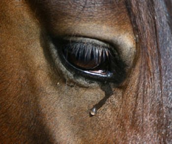 crying-horse.jpg