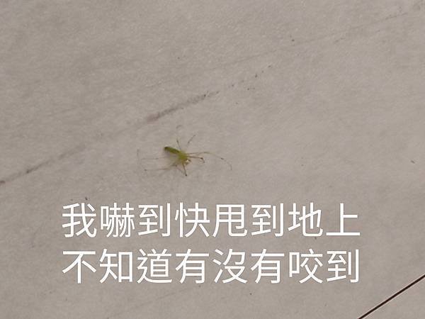 會是蜘蛛人台灣分號分身嗎？