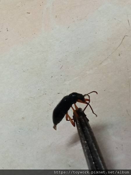 請問這是隱翅蟲嗎？