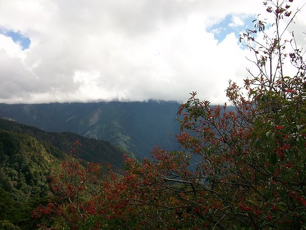 鳶峰紅毛杜鵑